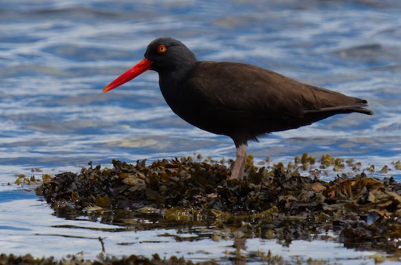 Oyster Catcher 0518